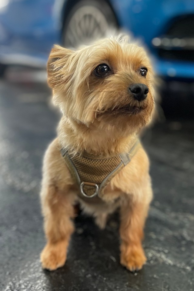 Chip