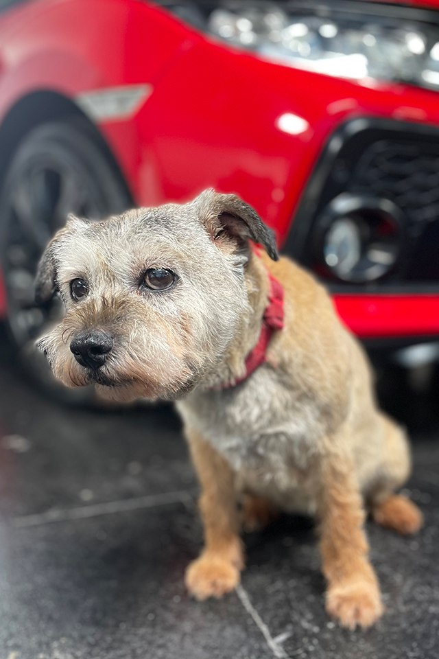 Maizie
